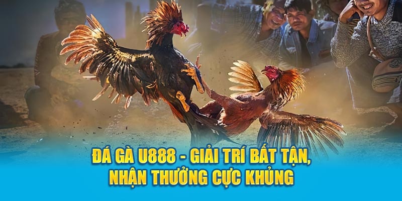 Các hình thức đá gà U888 phổ biến nhất